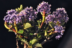 Ceanothus sonomensis