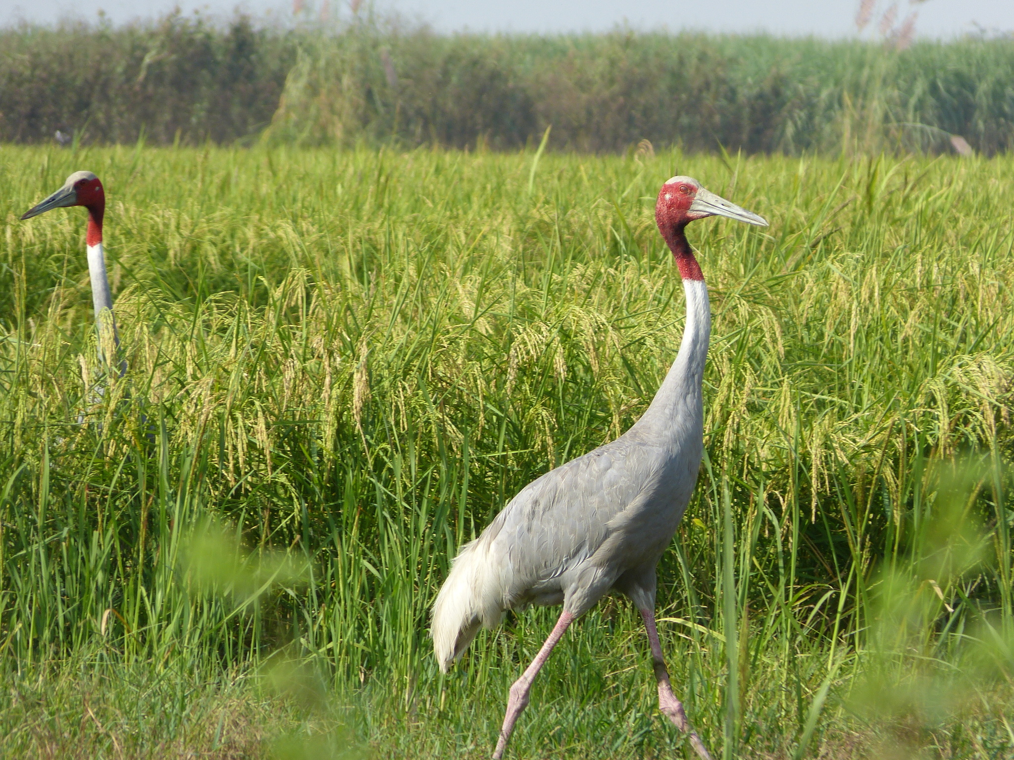 Sarus Crane