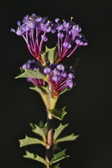 Ceanothus sonomensis