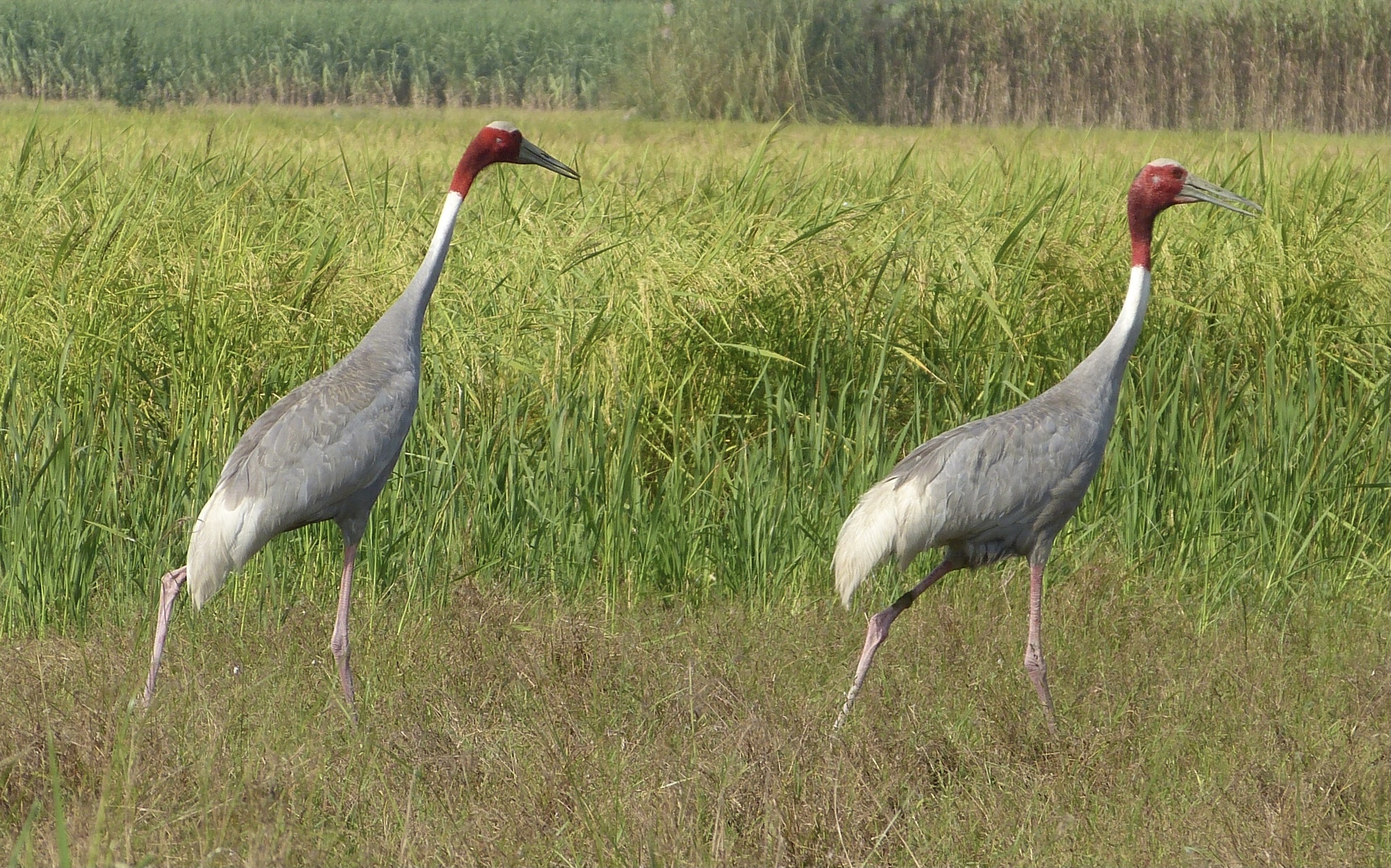 Sarus Crane
