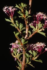 Ceanothus sonomensis
