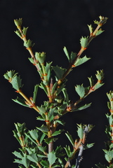 Ceanothus sonomensis