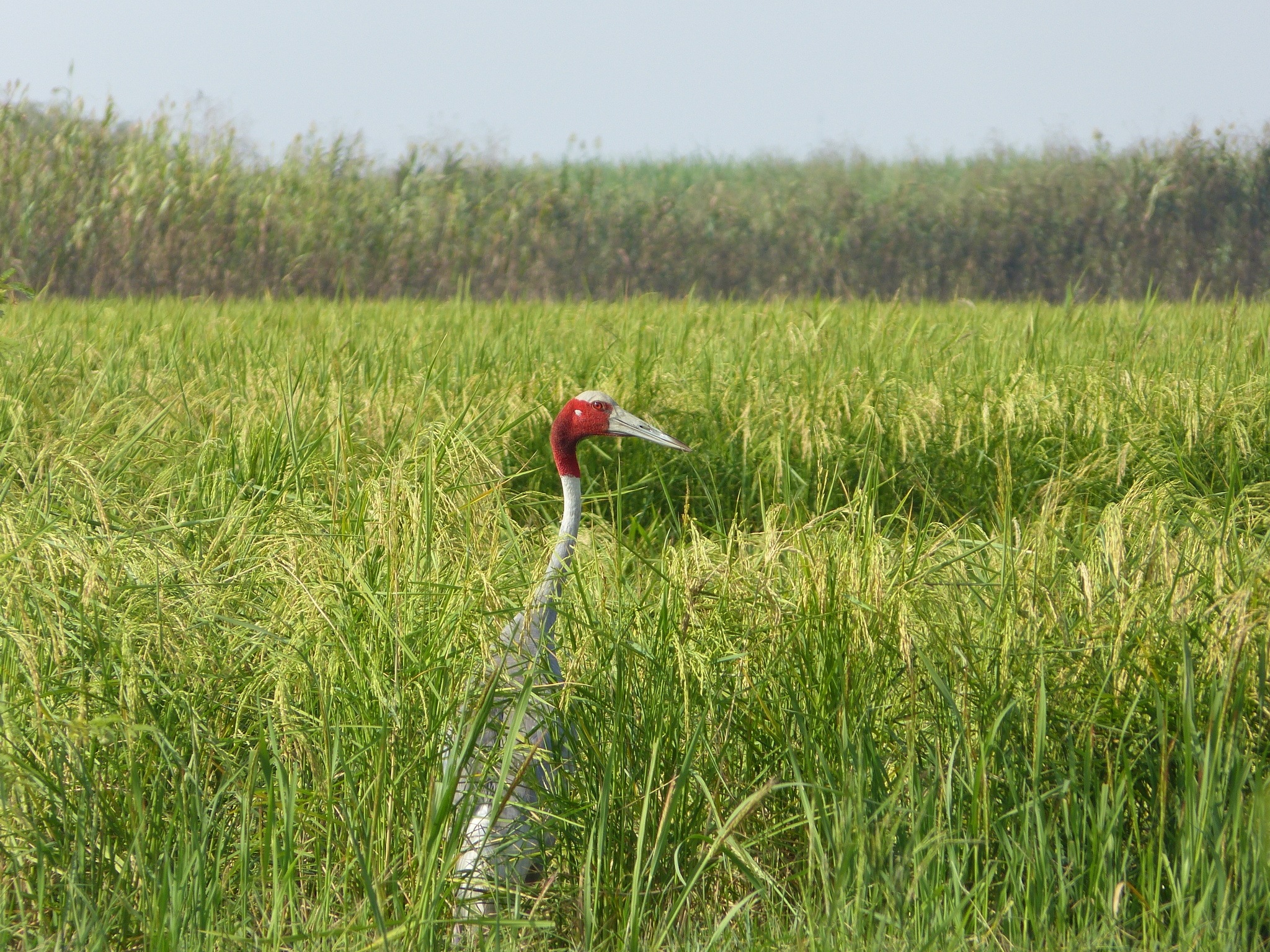 Sarus Crane