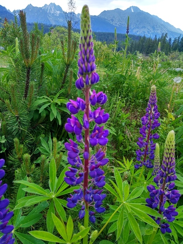 lupina mnoholistá (Lupinus polyphyllus)