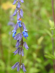 Salvia helianthemifolia