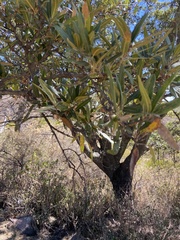 Quercus gentryi