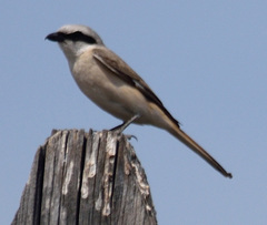 Lanius isabellinus