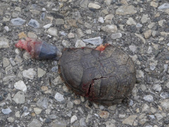 Kinosternon subrubrum subrubrum