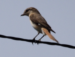 Lanius isabellinus