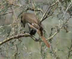 Lanius isabellinus