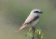 Lanius isabellinus