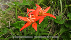 Lilium concolor partheneion