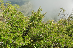Ceanothus buxifolius
