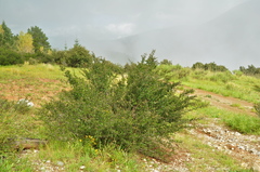 Ceanothus buxifolius