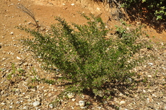 Ceanothus buxifolius