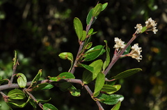 Ceanothus buxifolius