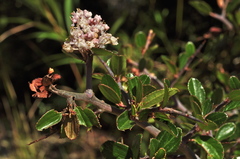 Ceanothus buxifolius