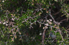 Ceanothus buxifolius