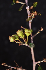 Ceanothus buxifolius