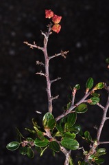 Ceanothus buxifolius