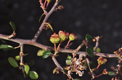 Ceanothus buxifolius
