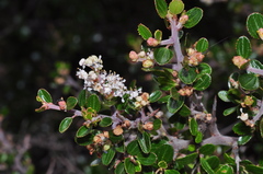 Ceanothus buxifolius
