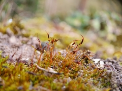 Aloina aloides