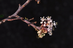 Ceanothus buxifolius