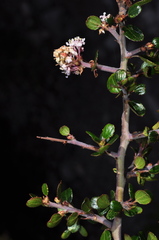 Ceanothus buxifolius