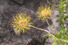 Berkheya barbata