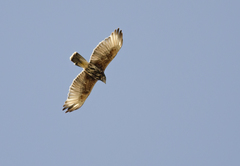 Parabuteo unicinctus unicinctus