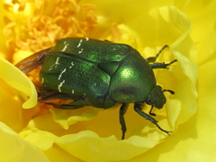 Cetonia carthami