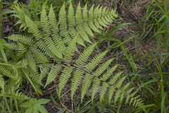 Athyrium sinense
