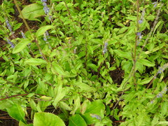 Salvia helianthemifolia