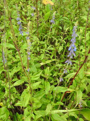 Salvia helianthemifolia