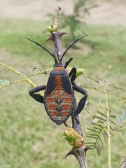 Petascelis remipes