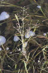 Alisma gramineum