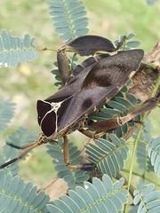 Petascelis remipes