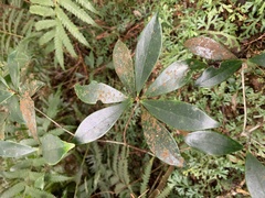 Ternstroemia gymnanthera
