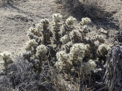 Cylindropuntia chuckwallensis