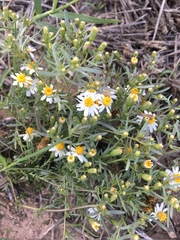 Thymophylla concinna