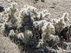 Cylindropuntia chuckwallensis