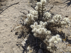 Cylindropuntia chuckwallensis