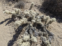 Cylindropuntia chuckwallensis
