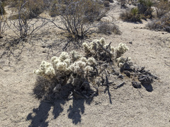 Cylindropuntia chuckwallensis