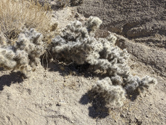 Cylindropuntia chuckwallensis