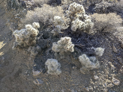 Cylindropuntia chuckwallensis