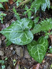 Asarum albomaculatum