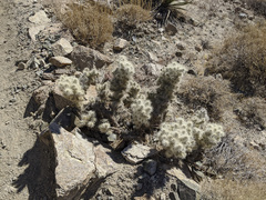 Cylindropuntia chuckwallensis