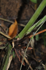 Anthurium cerrocampanense